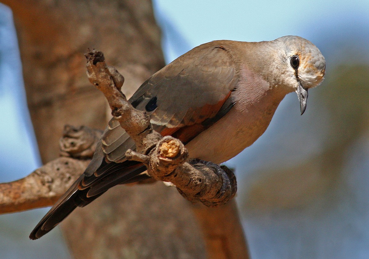 Black-billed Wood-Dove - Frans Vandewalle