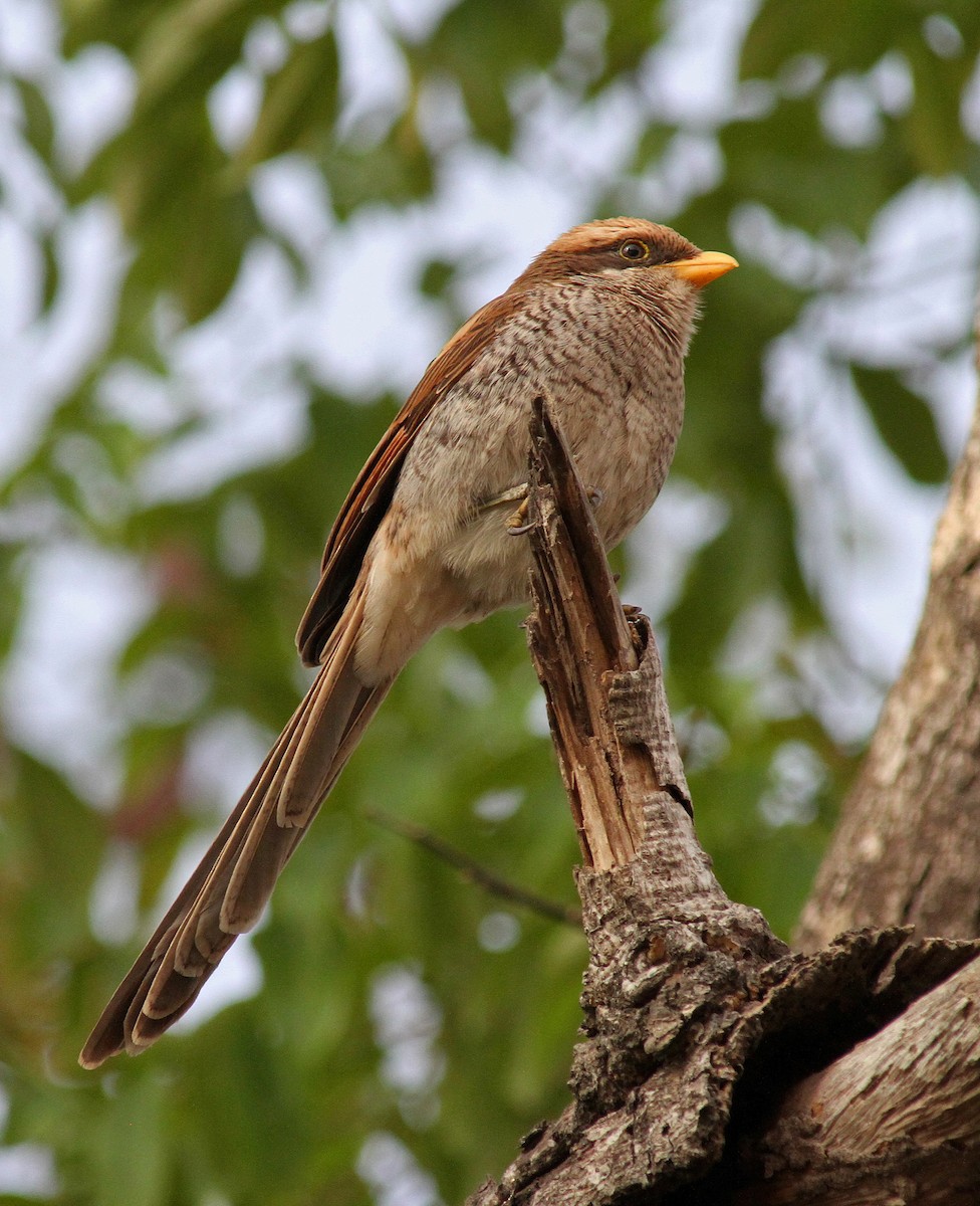 Yellow-billed Shrike - ML205654801