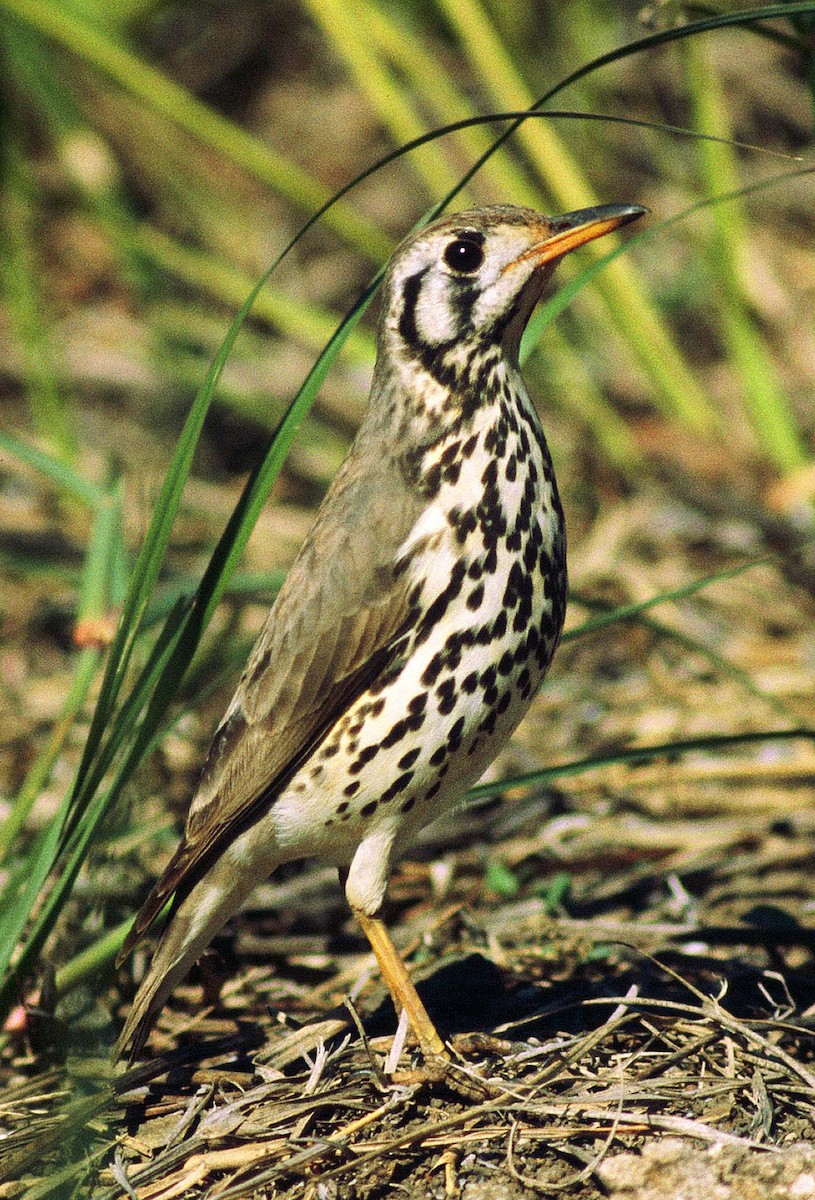 Groundscraper Thrush - Frans Vandewalle