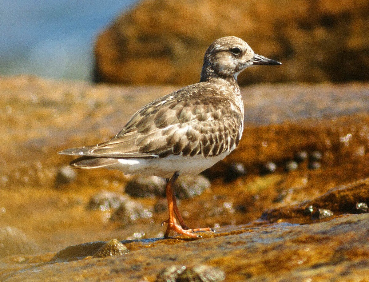 Ruddy Turnstone - Frans Vandewalle