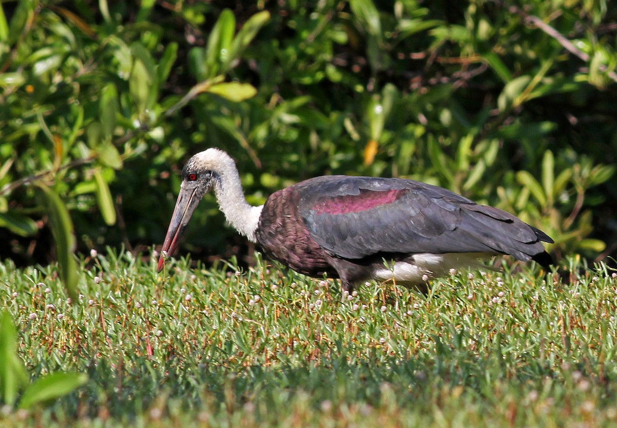 African Woolly-necked Stork - ML205654941