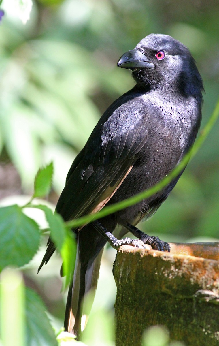 Piapiac - ML205655021