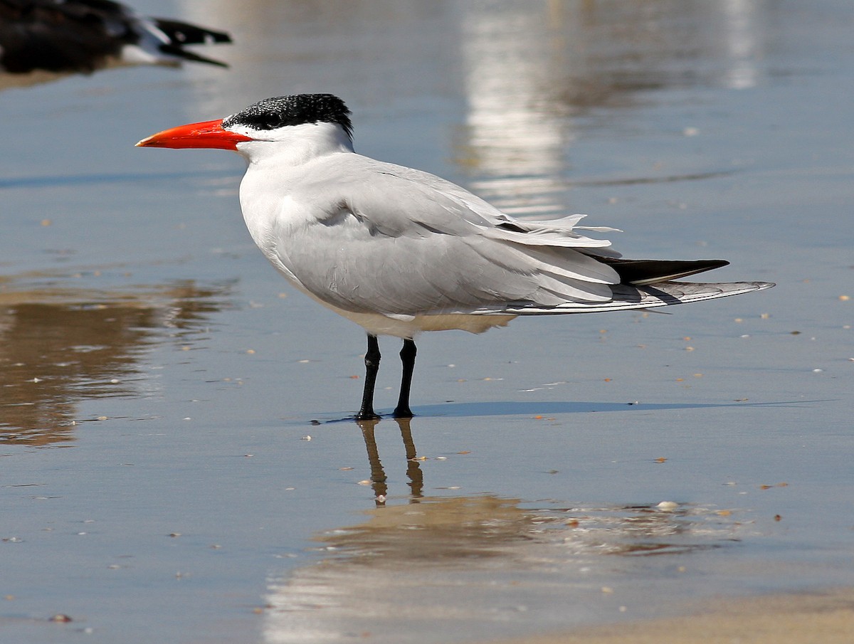 Caspian Tern - ML205655061