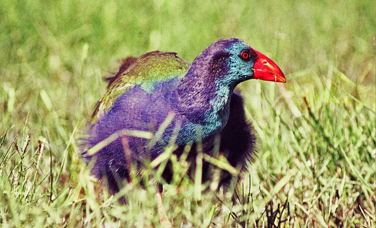 African Swamphen - Frans Vandewalle