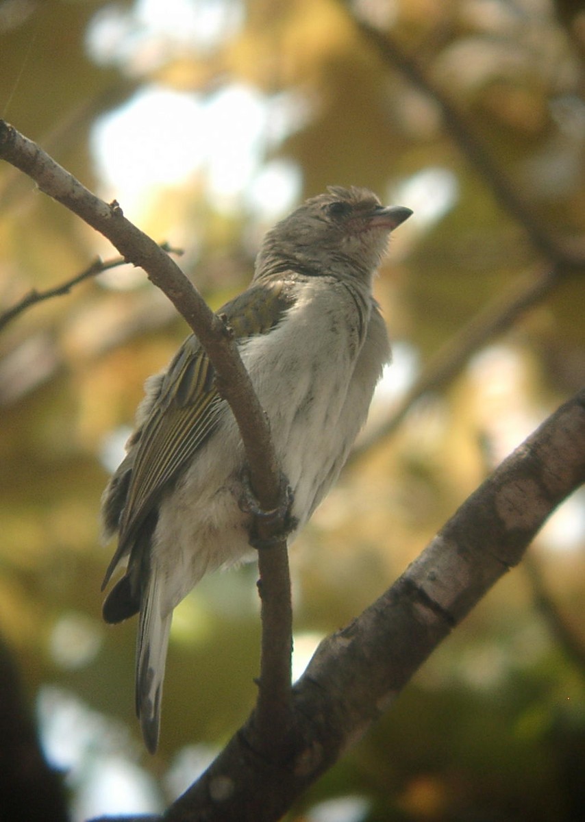 Lesser Honeyguide (Lesser) - ML205656191