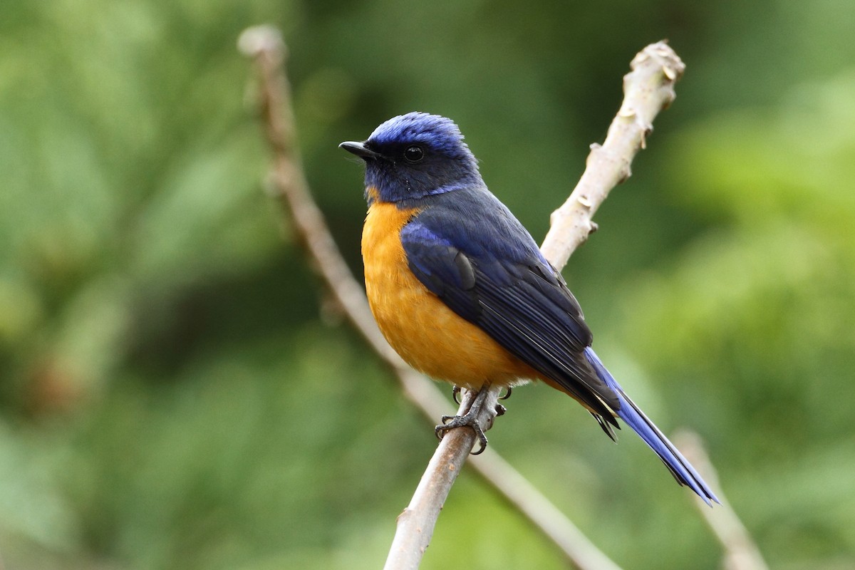 Taiwan Vivid Niltava - Chun Fai LO