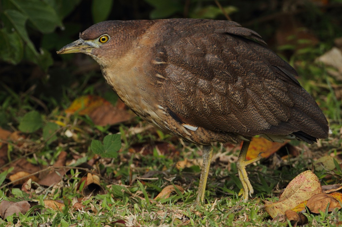 Japanese Night Heron - ML205656561