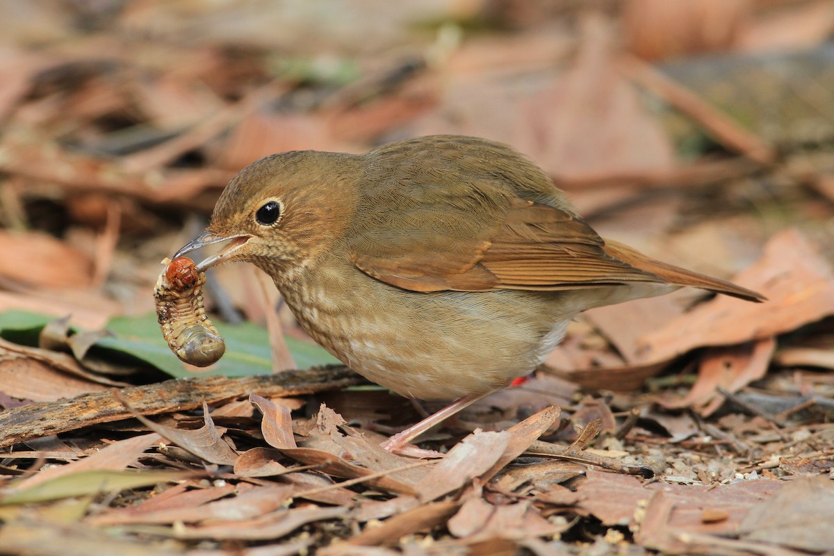 Rufous-tailed Robin - ML205656571