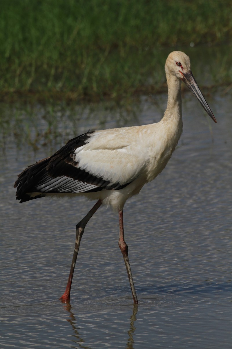 Oriental Stork - ML205656711