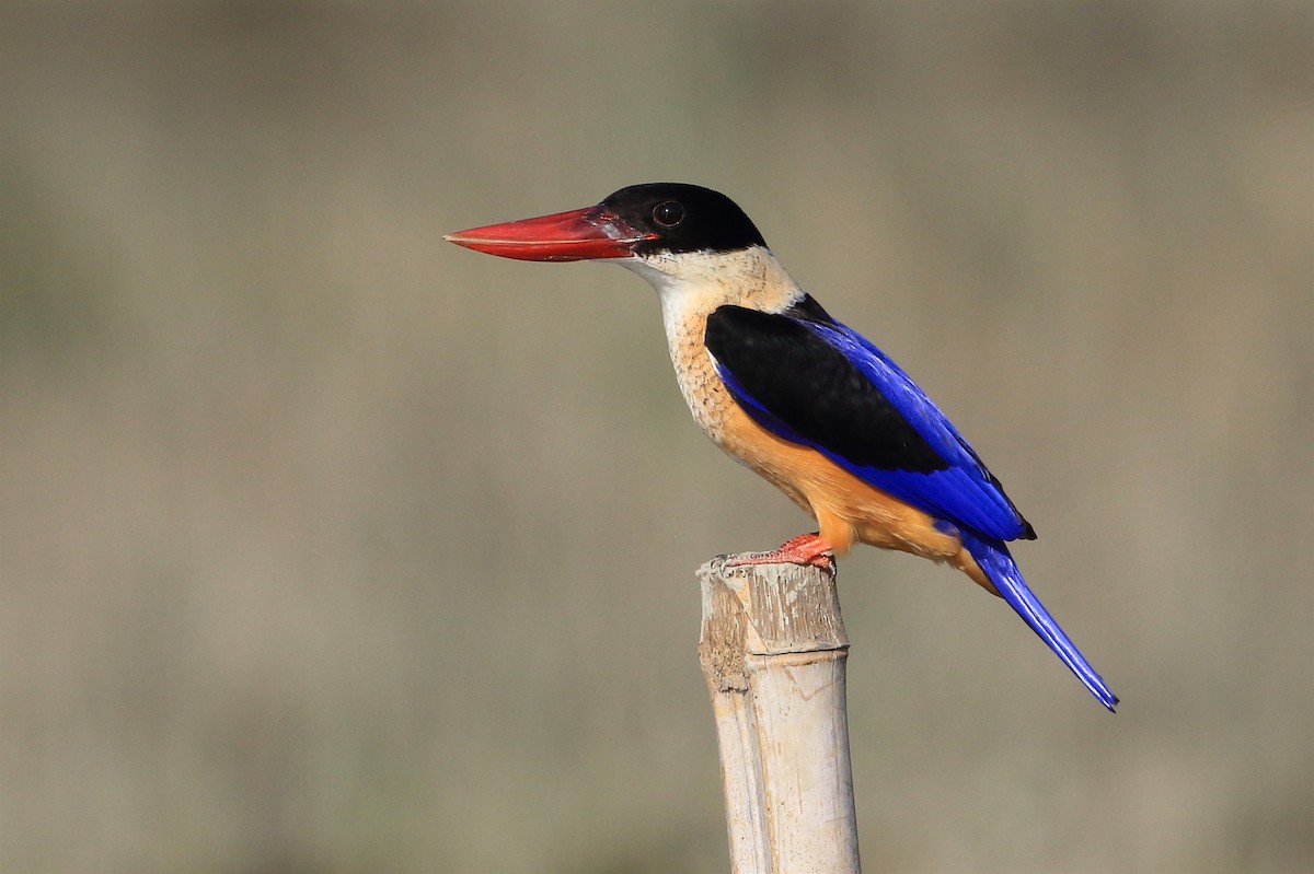 Black-capped Kingfisher - Chun Fai LO