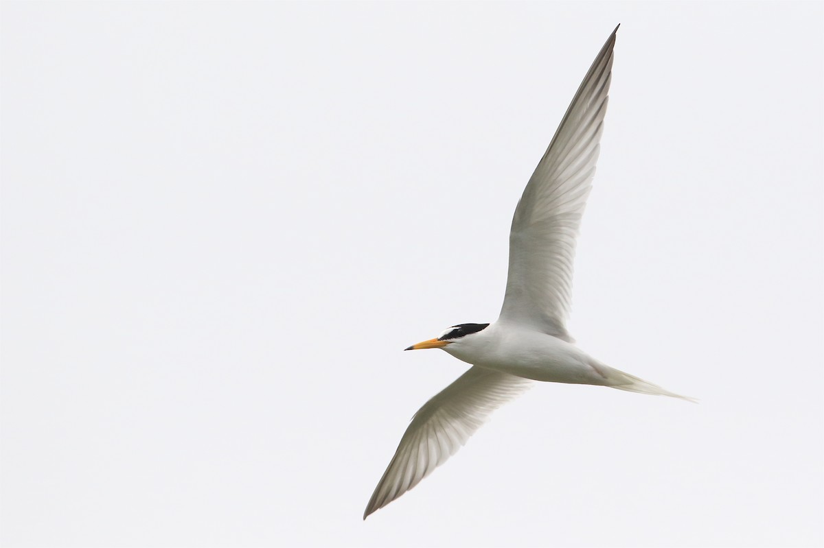 Little Tern - ML205656801