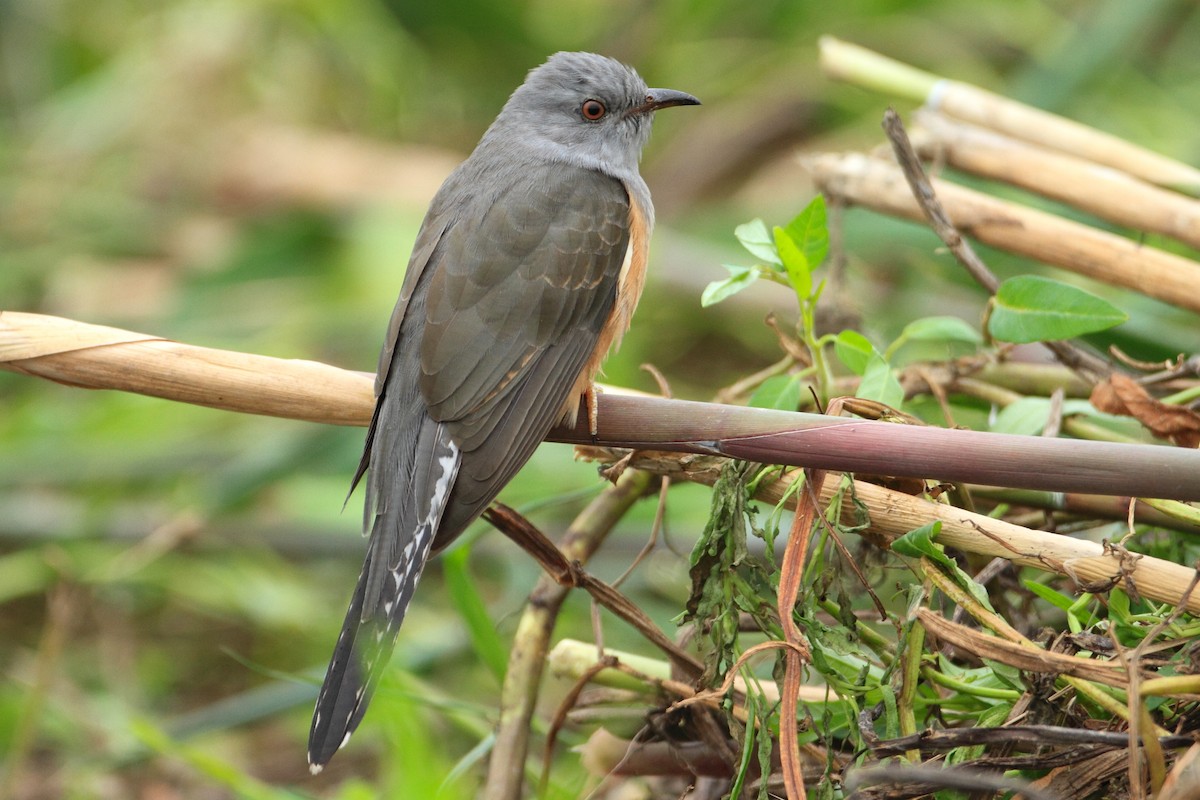 Plaintive Cuckoo - Chun Fai LO