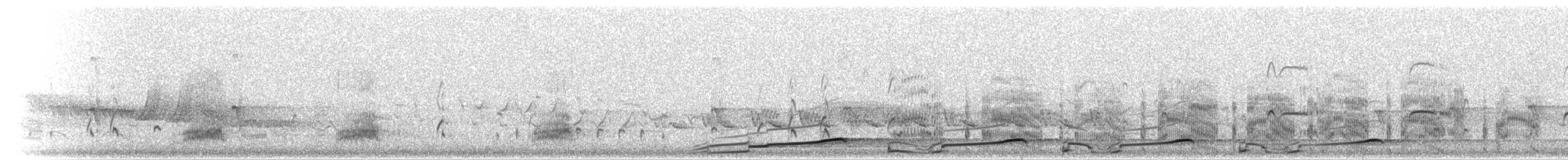 Plongeon arctique - ML205657