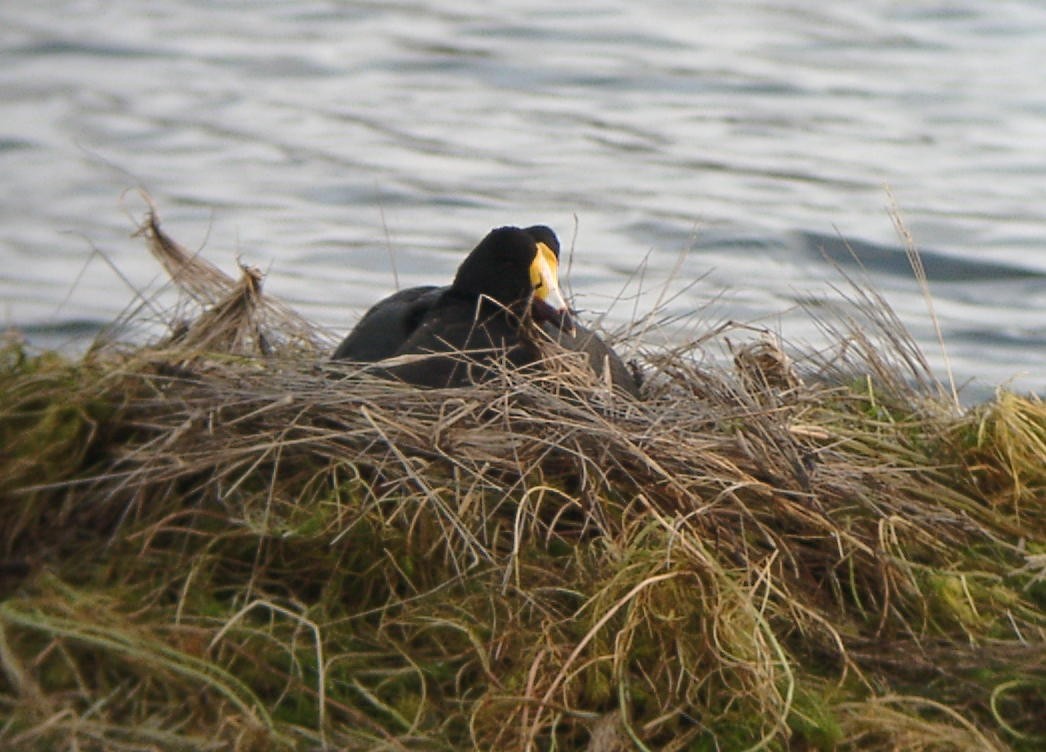 Giant Coot - ML205658161