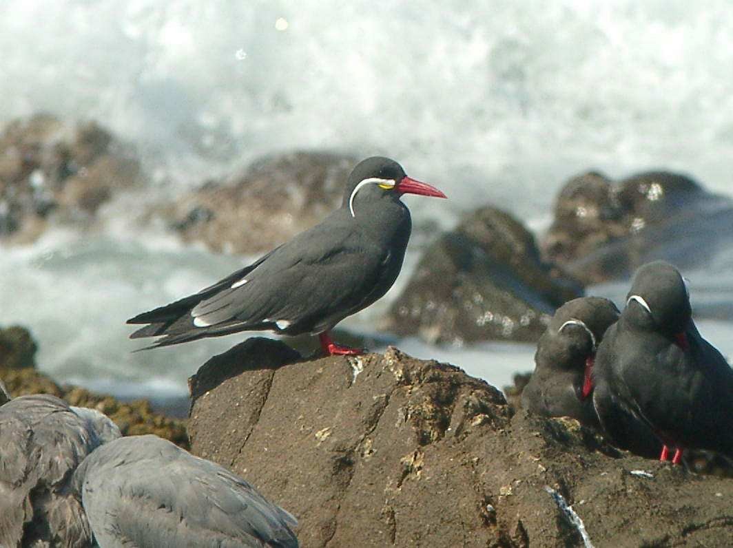 Inca Tern - ML205658191