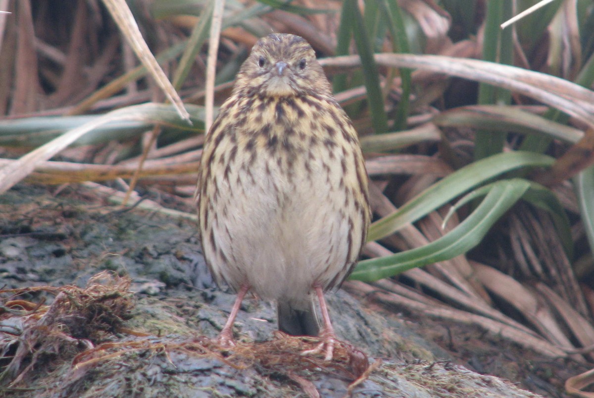 South Georgia Pipit - ML205658381