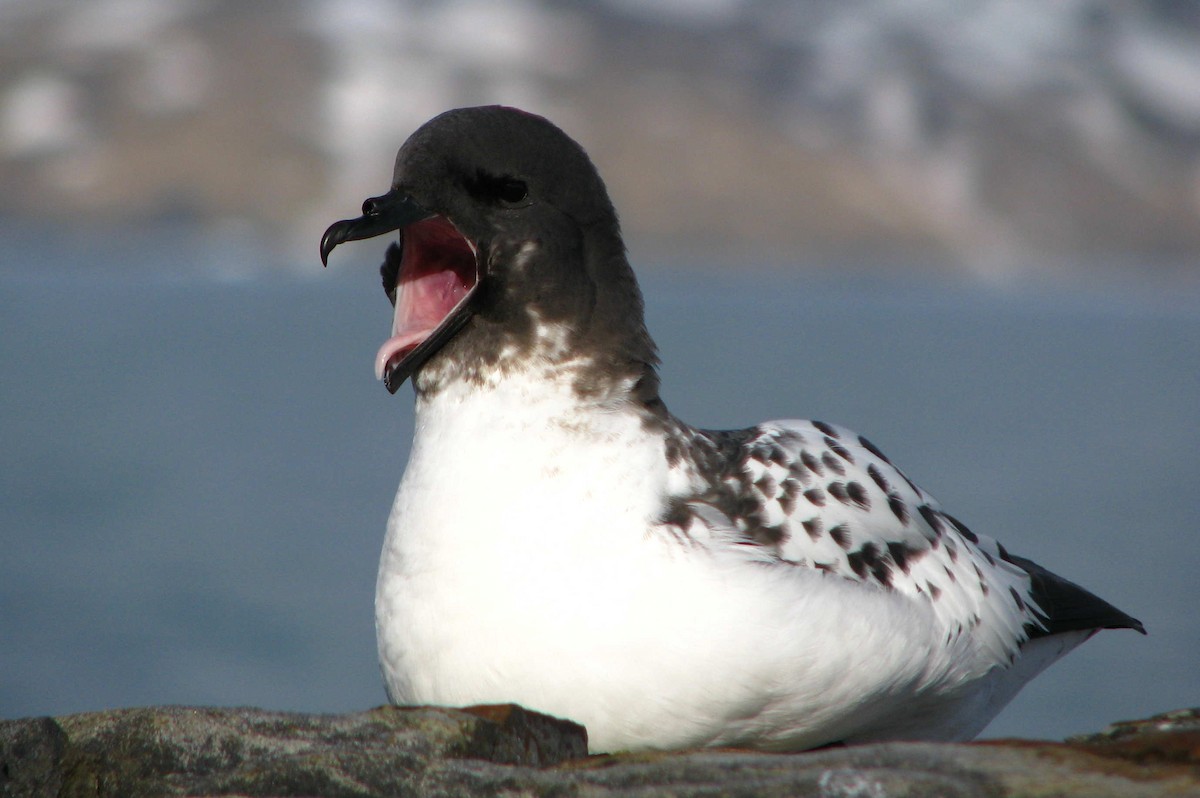 Cape Petrel (Antarctic) - ML205658561