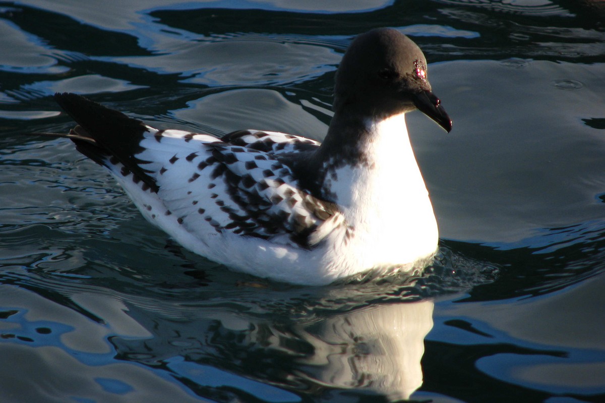 Cape Petrel (Antarctic) - ML205658601