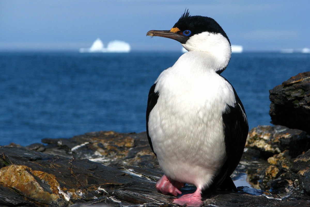Imperial Cormorant (South Georgia) - Laurent Demongin