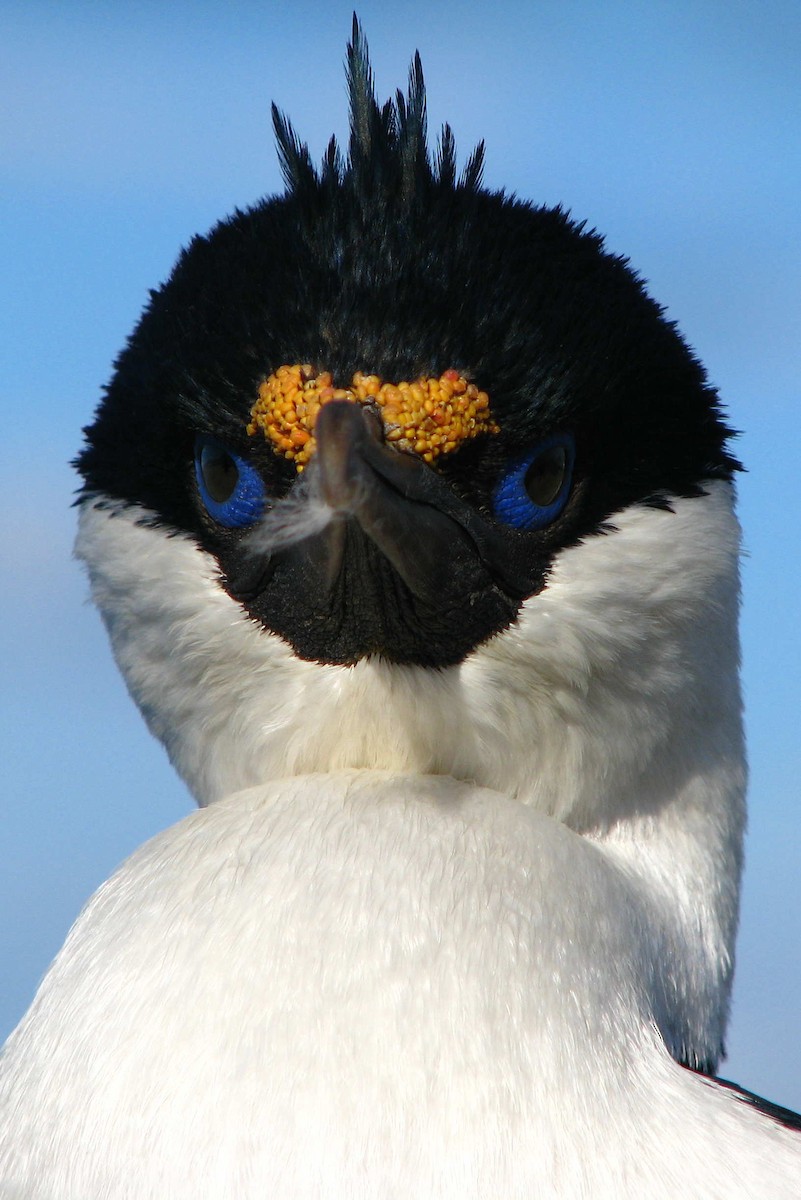 Imperial Cormorant (South Georgia) - Laurent Demongin