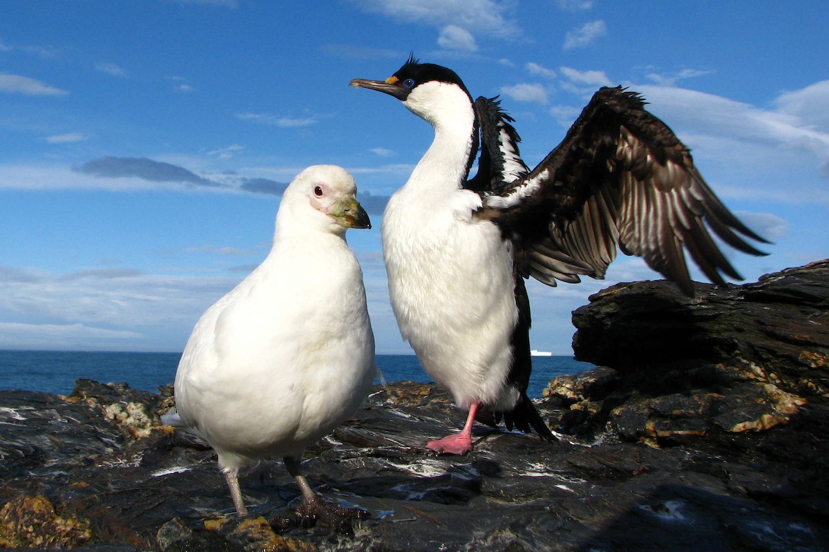 Imperial Cormorant (South Georgia) - Laurent Demongin