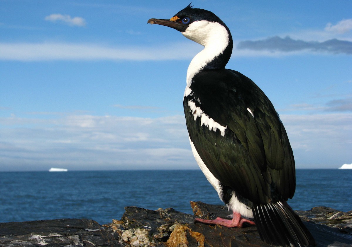 Imperial Cormorant (South Georgia) - Laurent Demongin