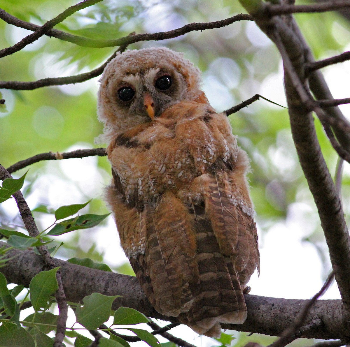 African Wood-Owl - Frans Vandewalle