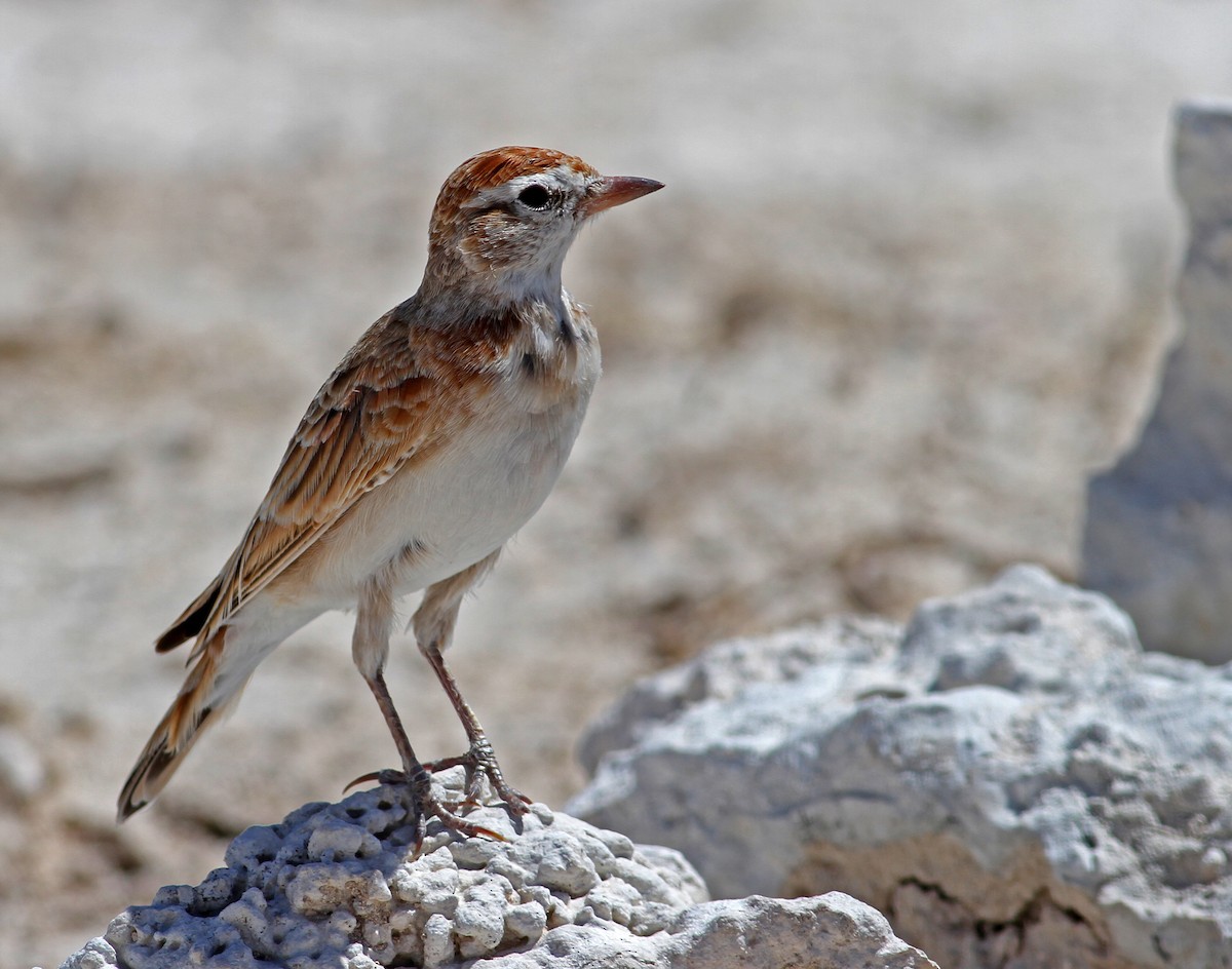 Red-capped Lark - ML205658921