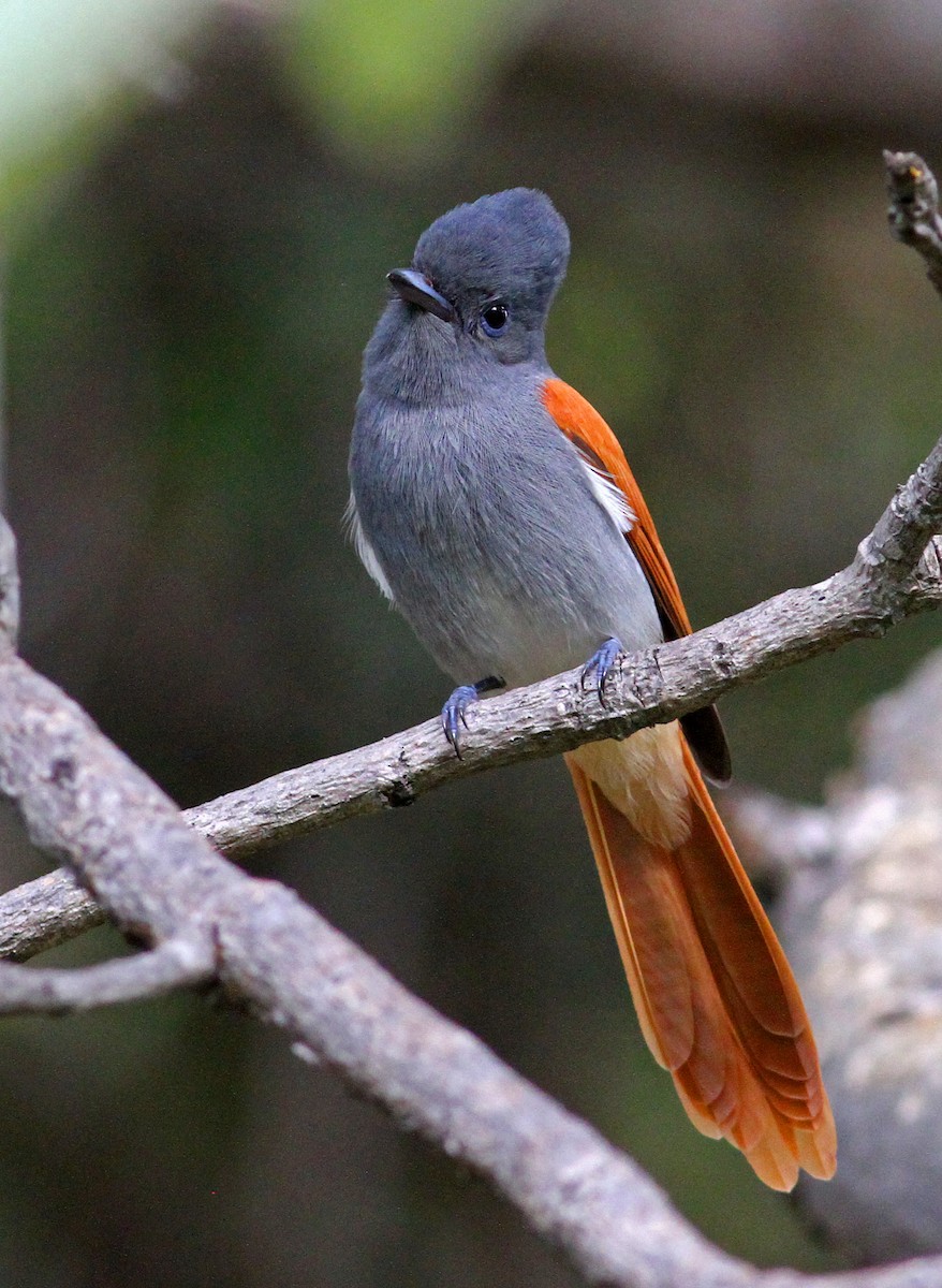 African Paradise-Flycatcher - Frans Vandewalle