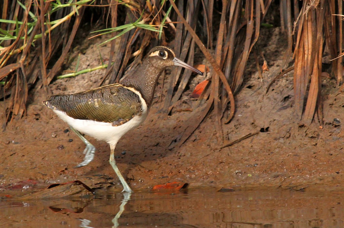 Greater Painted-Snipe - ML205659071