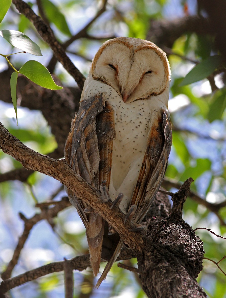 Western Barn Owl (African) - ML205659101