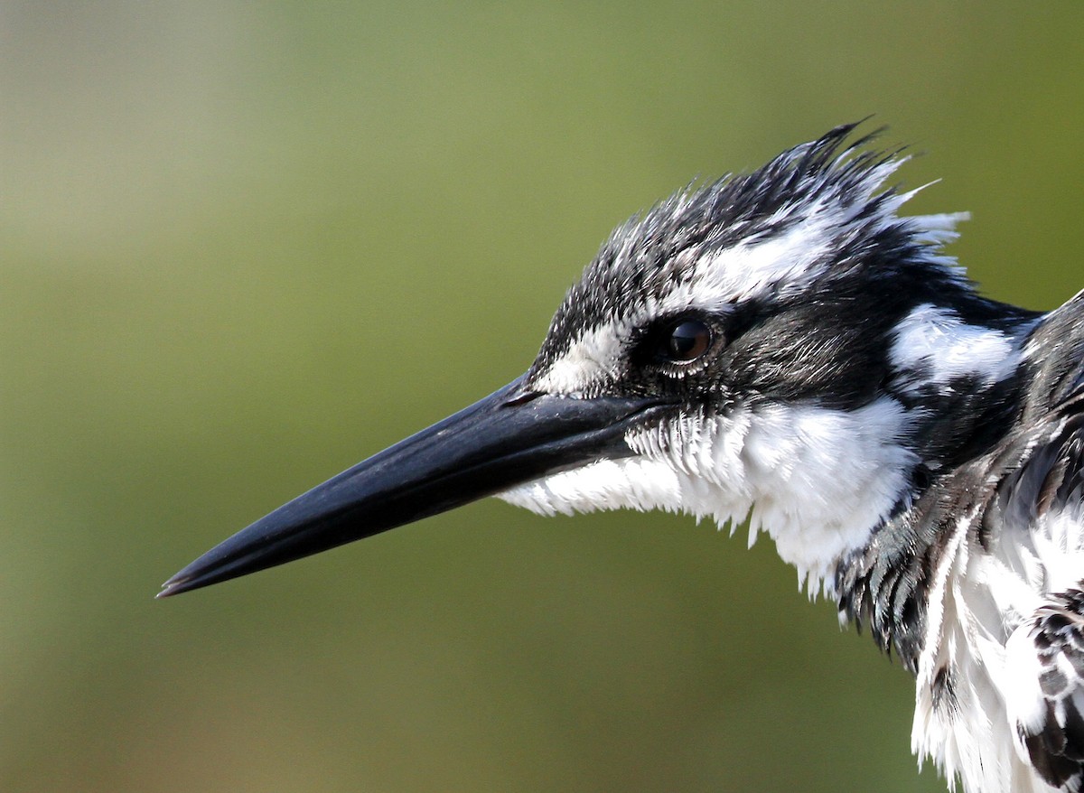 Pied Kingfisher - ML205659111