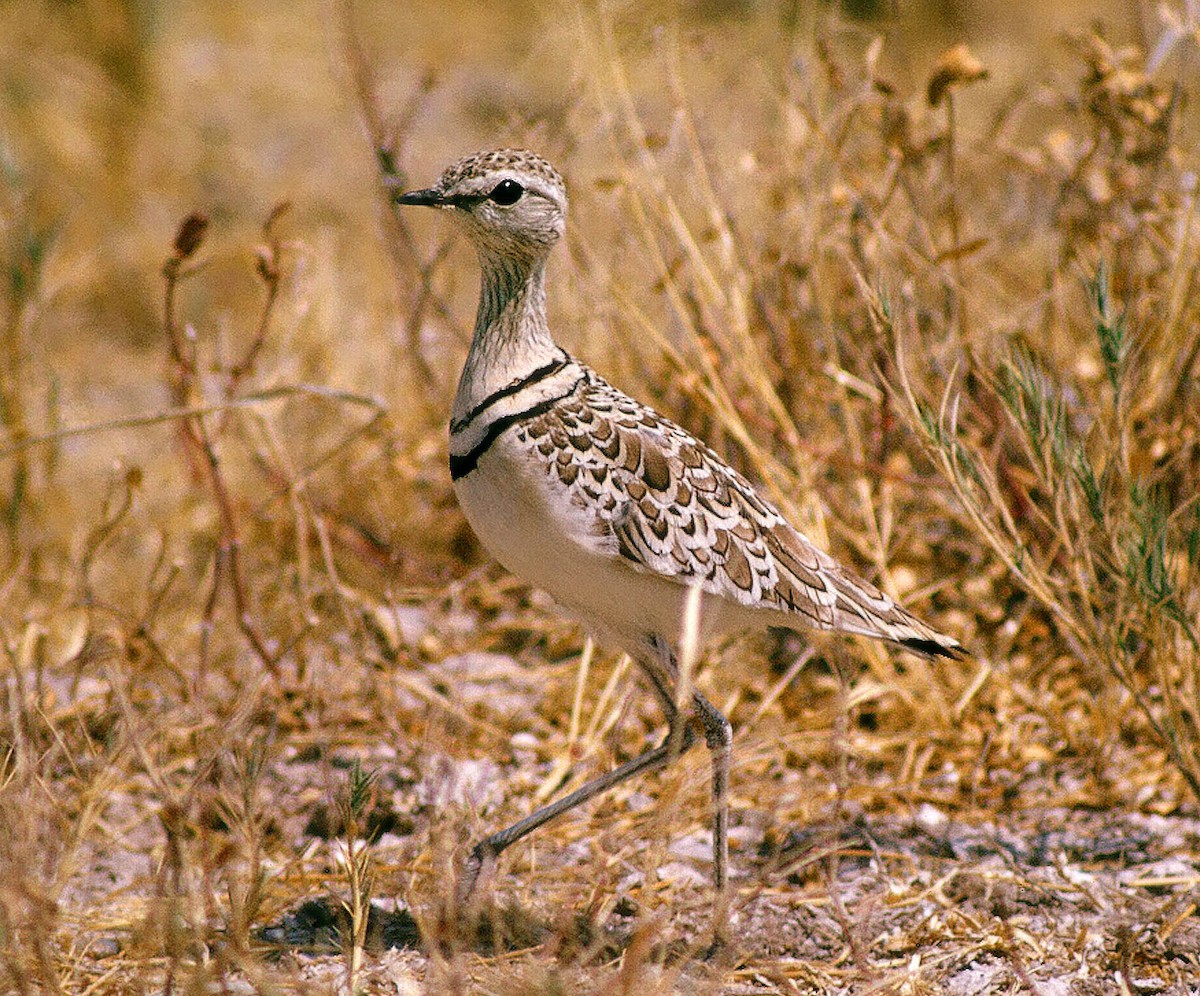 Double-banded Courser - ML205659131