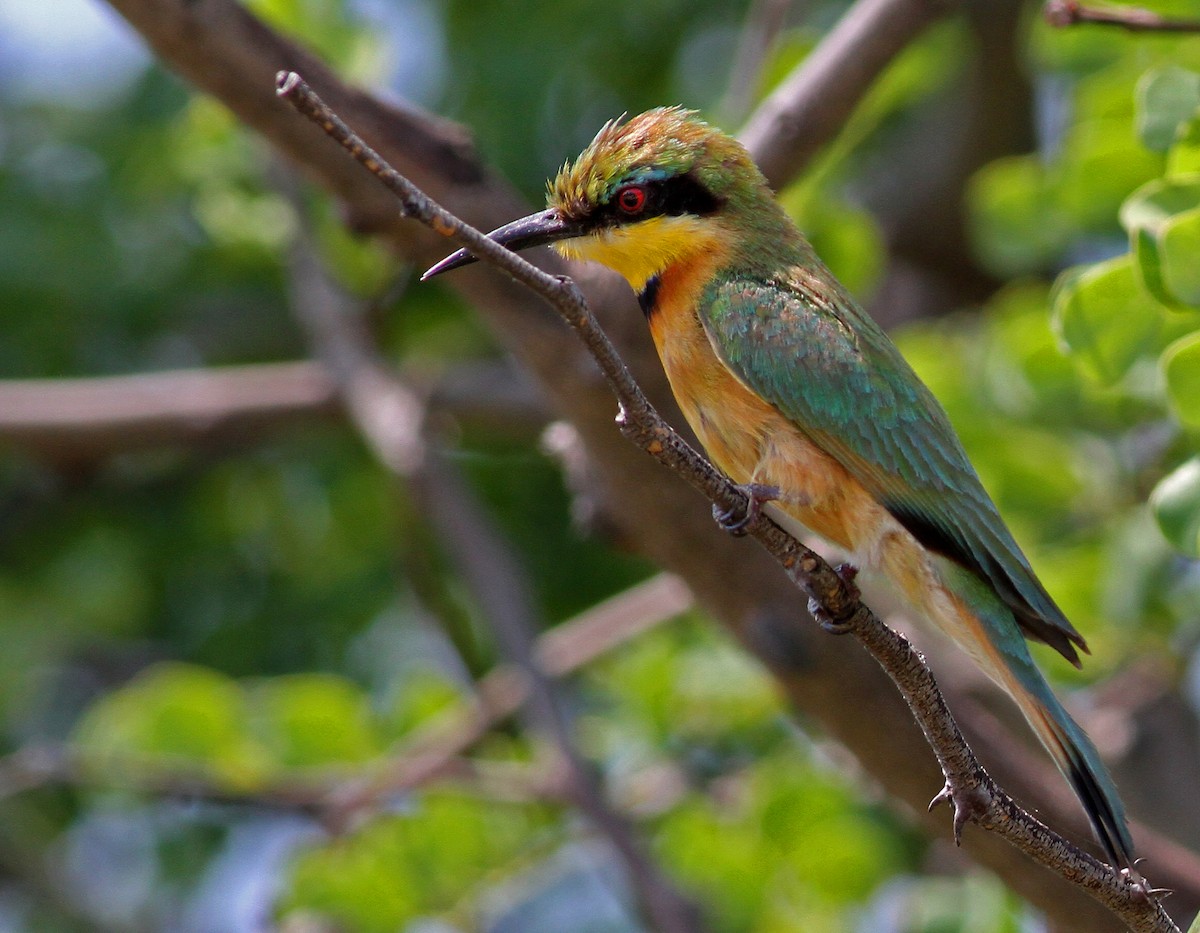 Little Bee-eater - ML205659151