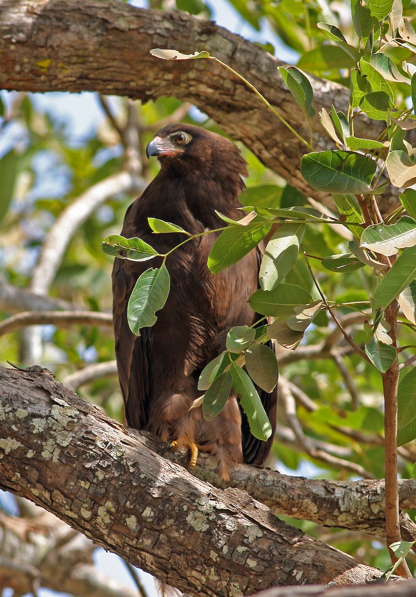 African Harrier-Hawk - ML205659161