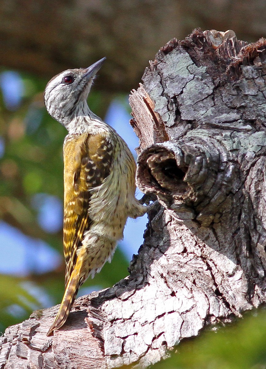 Cardinal Woodpecker - ML205659281