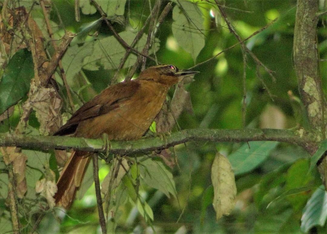 Alagoas Foliage-gleaner - Carlos Otávio Gussoni