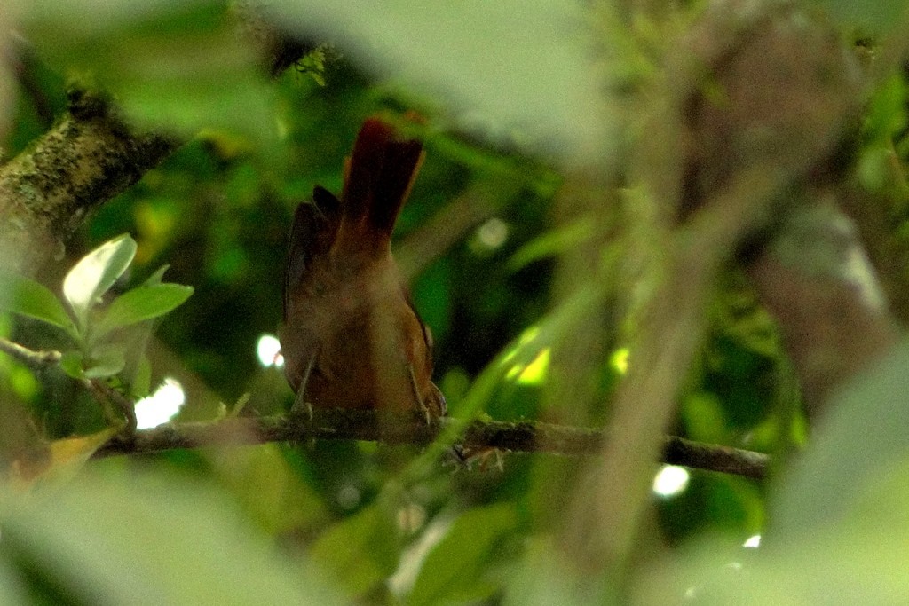 Alagoas Foliage-gleaner - Carlos Otávio Gussoni