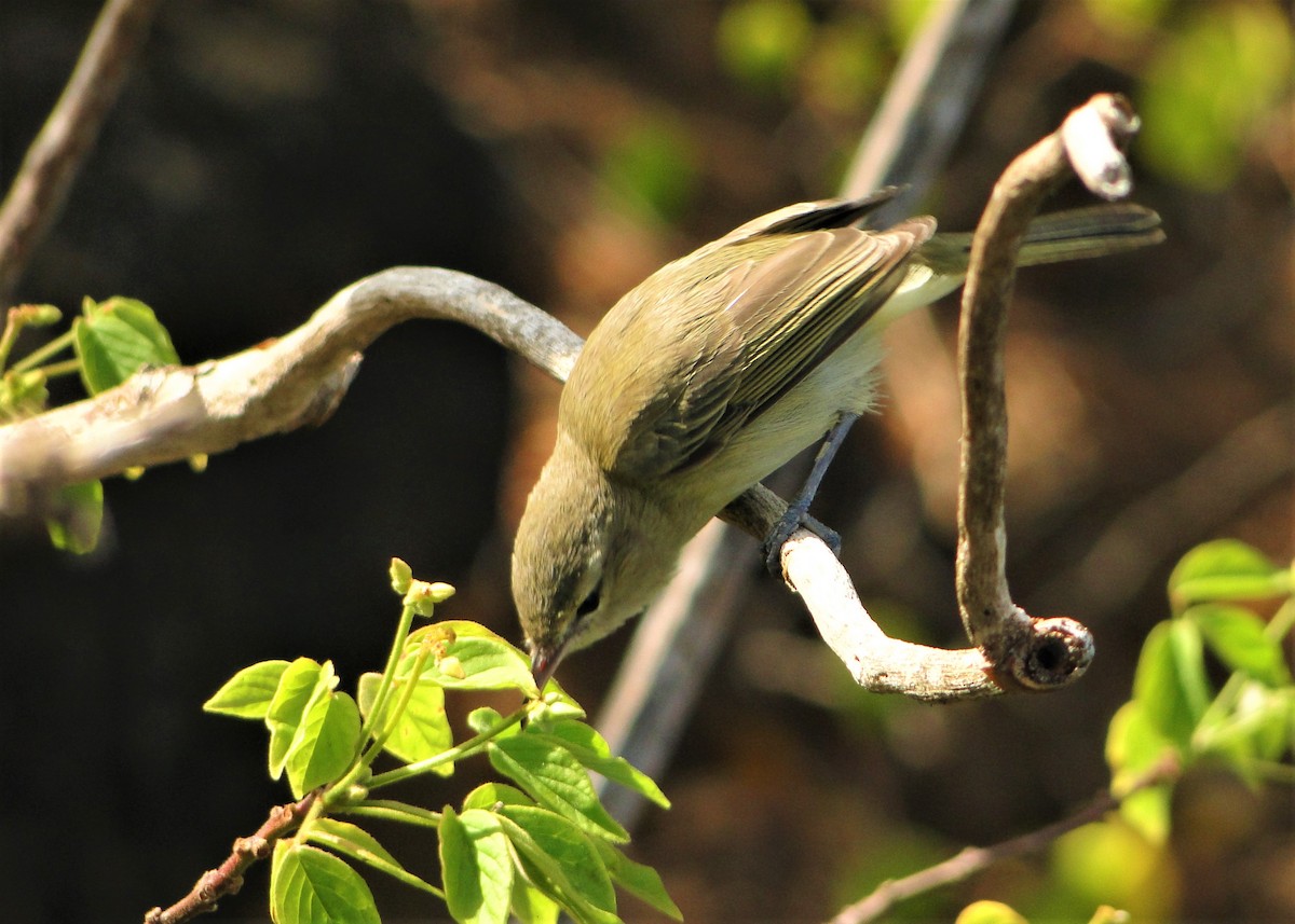 Noronha Vireo - ML205659911