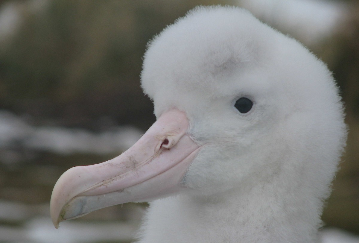 albatros stěhovavý - ML205660181