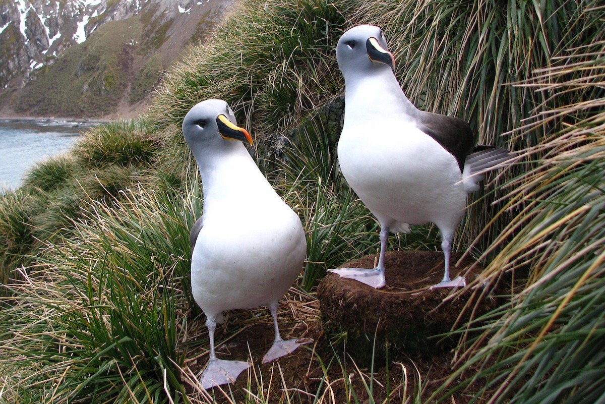 albatros šedohlavý - ML205660221