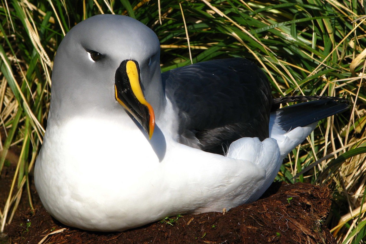 Gray-headed Albatross - ML205660241