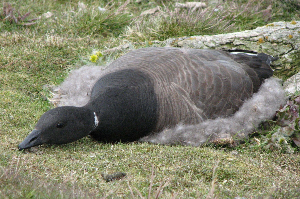 Barnacla Carinegra - ML205660291