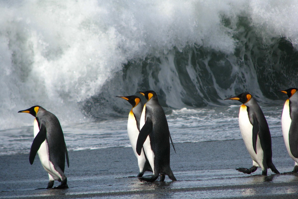 King Penguin - ML205660341