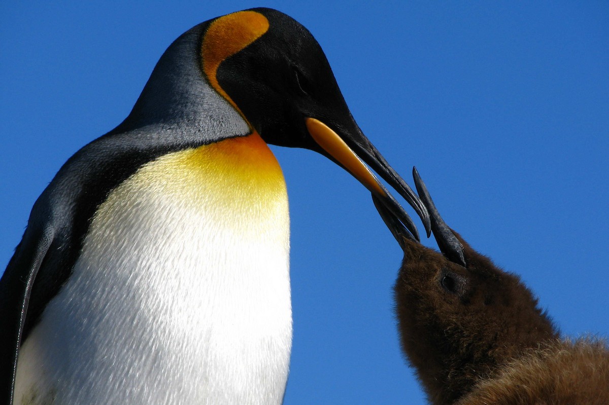 King Penguin - Laurent Demongin