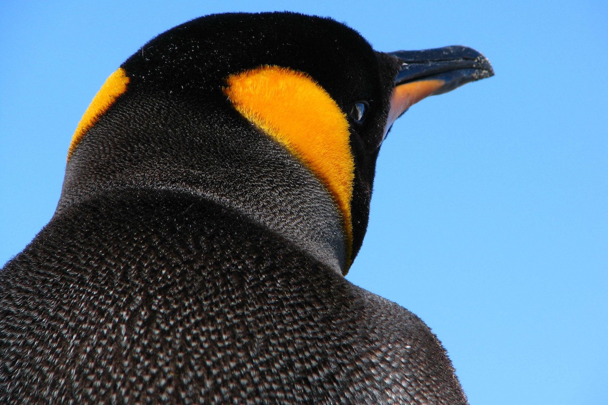 King Penguin - Laurent Demongin