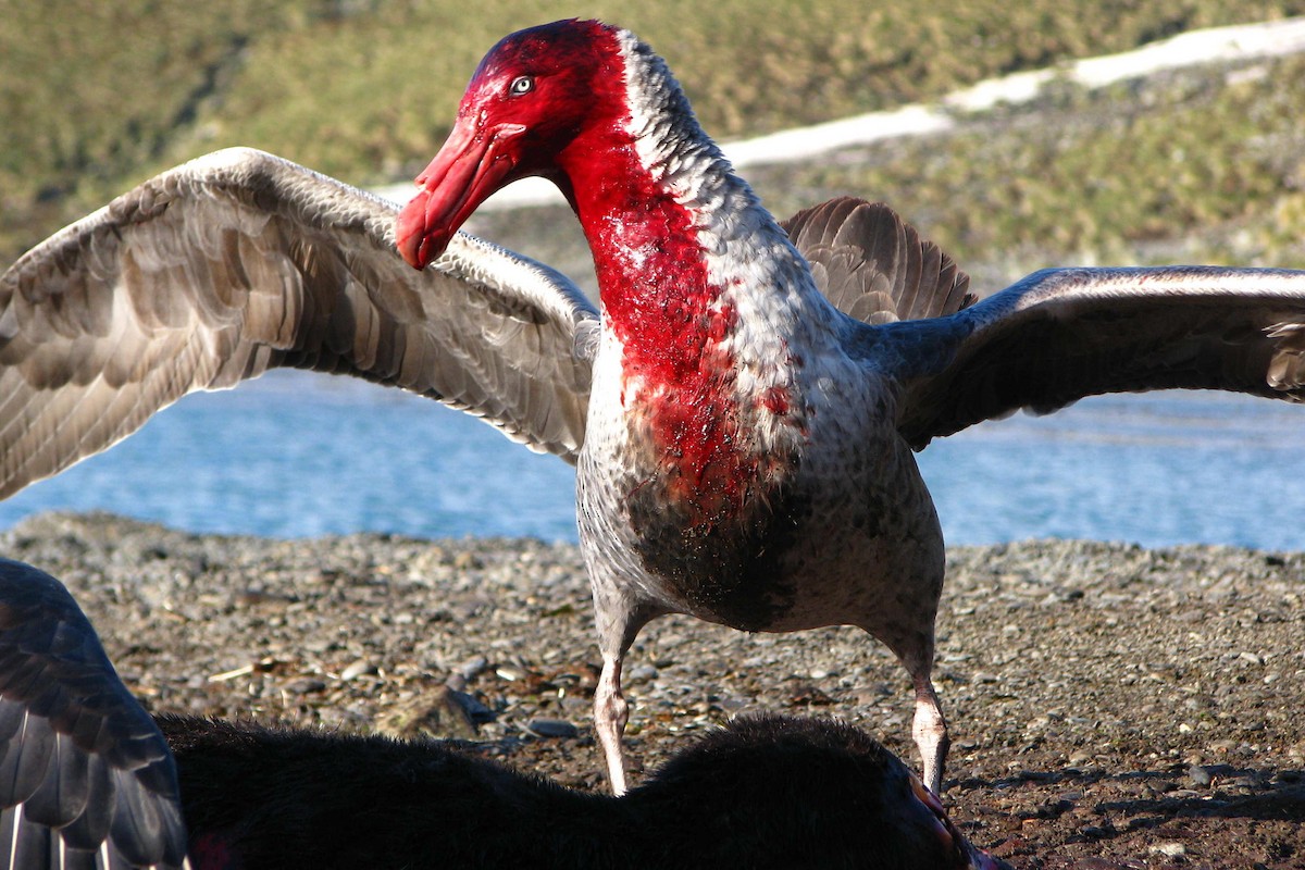 Northern Giant-Petrel - ML205660611