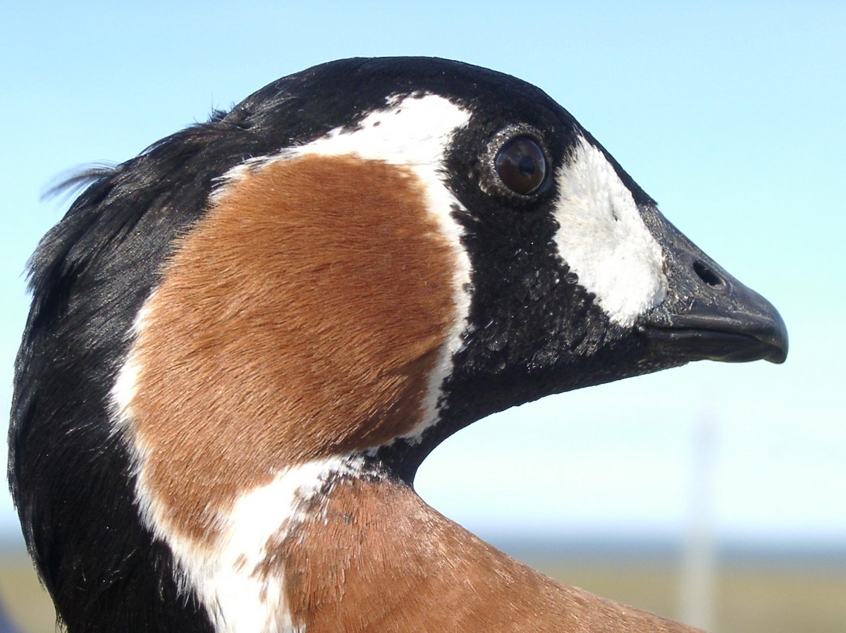 Red-breasted Goose - ML205660811