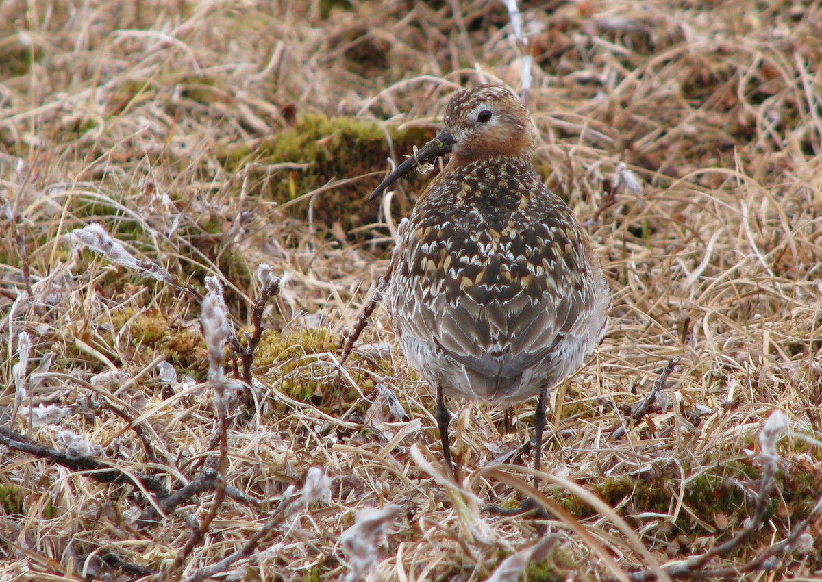 Curlew Sandpiper - ML205660881