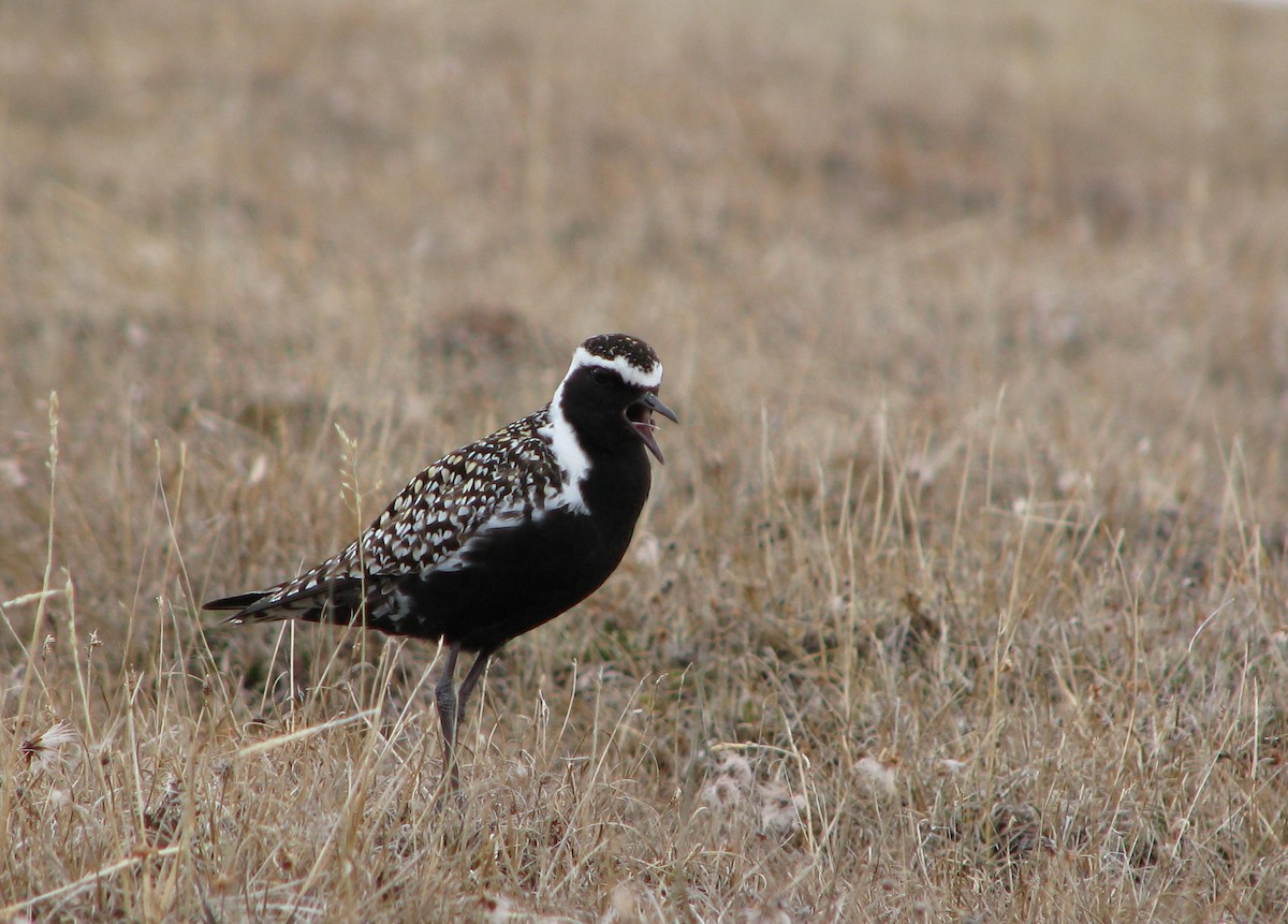 Pacific Golden-Plover - ML205660891